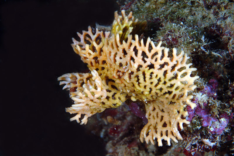 Frondipora verrucosa
